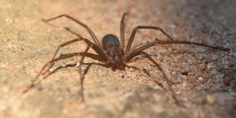 ATENTOS. Recuerdan la importancia de mantener limpios los hogares y también los patios para evitar accidentes.