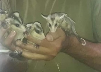 Las comadrejas: ¿feas? pero muy útiles