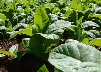 Productores piden que el precio por kilo de tabaco sea de $700