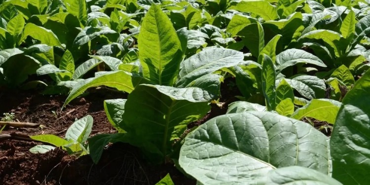 FASTIDIO GENERAL. Muchos productores cuestionaron que no fueron informados de la última reunión para la concertación del valor.