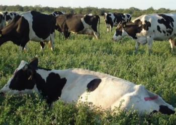 Producir leche aumentó más de 5% por el impacto del “dólar soja”