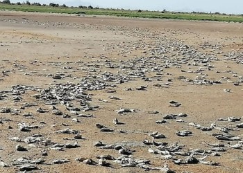Una laguna “desapareció” por las sequías en Mendoza 