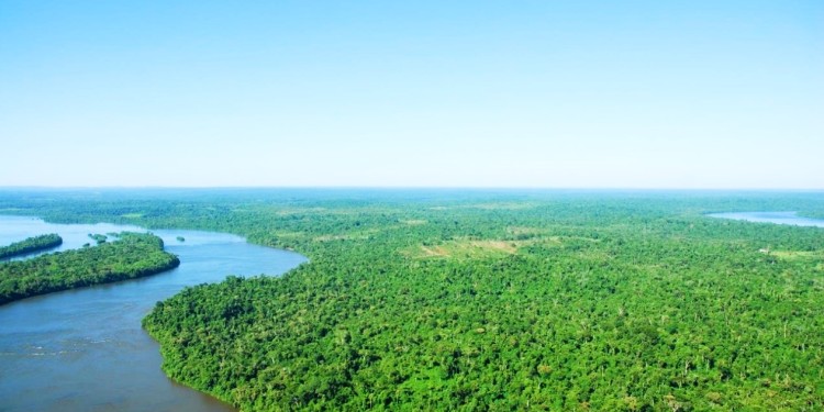 UN ALICIENTE. La tarea silenciosa de preservación y restauración del Bosque Atlántico reconocida por la ONU.