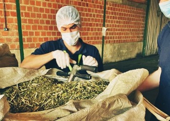 Empresa correntina intentó evadir control con 126 toneladas de yerba