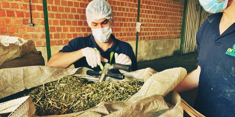 CUESTIÓN DE PRECIO. La yerba importada es más económica y prefieren no comprarle al productor misionero.