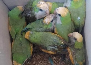 Rescatan cotorras que eran ofrecidas en el “mercado negro”