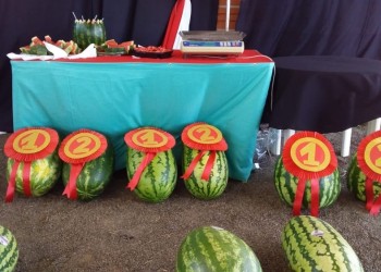 Exposición, shows y premios en el Cuña Pirú