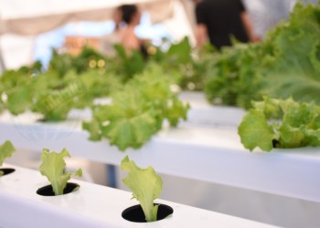 Por sus fortalezas, avanza la hidroponía en el sector productivo de las verduras