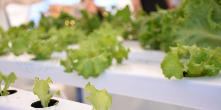 VENTAJAS. Acorta los ciclos, reduce la carga química un 40% y se puede cultivar en verano para abastecer al mercado.