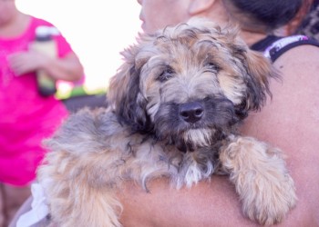 Siguen los operativos del IMuSA en distintos barrios de Posadas