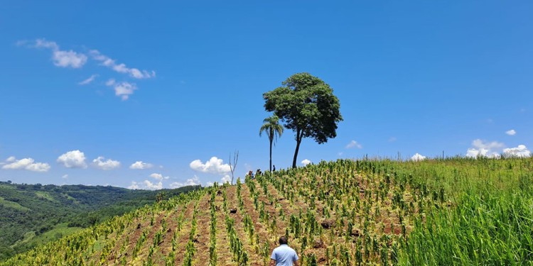 EVALUACIÓN. Los técnicos y funcionarios recorrieron las chacras de los productores de la zona de El Soberbio.