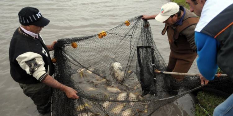 MISIONES. Según señalaron, el gran mercado de explotación posiciona su volumen de producción en segundo lugar a nivel nacional. Por lo cual, consideraron que la nueva Tecnicatura en Gestión y Producción Acuícola y Piscícola “viene a dar respuestas a una necesidad de los productores”.