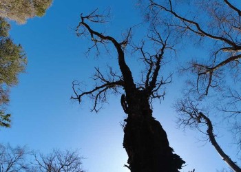 “La selva se quema y se quema de manera incontrolable”