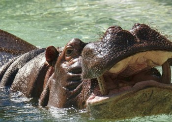 Un hipopótamo se tragó a un nene de dos años y lograron salvarlo de milagro