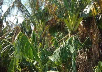 Por daños en la floración, advierten problemas en la producción de miel