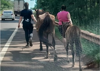 Rescatan a tres caballos abandonados a la vera de la ruta14