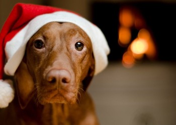 Datos sobre el estrés perruno en Navidad