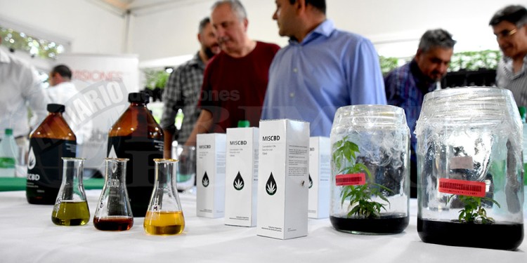 ENTREGA GRATUITA. Los pacientes con indicación médica recibirán el aceite de cannabis “MISCBD”.