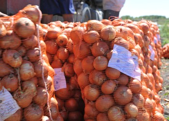 El kilo de cebolla subió 466% en 2022 y encabezó la inflación de todos los rubros