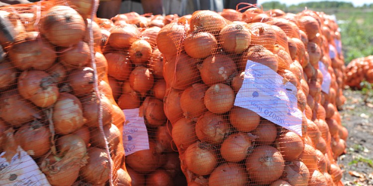 EN LA COSECHA. Hubo complicaciones por el clima que disminuyeron la producción, además de otros factores.