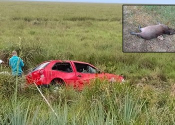 Correntino que se dirigía a Posadas murió tras chocar a un carpincho en la ruta 12