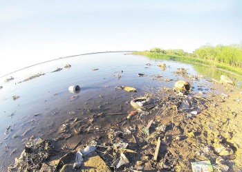 Peces y aves del río Paraná con microplásticos en sus vísceras