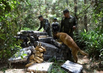 Gendarmería secuestró más de una tonelada de marihuana en Misiones