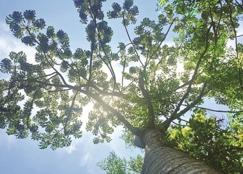 Ecosanación: sobre estar desde el principio, pero no llegar primero