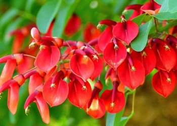 Ecosanación: el ceibo de río, el de flores rojas