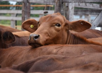 “Para mantenerse, el productor ganadero de Misiones está vendiendo capital”