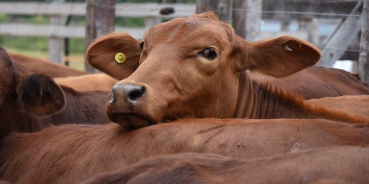 VENTAS. Desde la Federación de Asociaciones Rurales de Misiones reconocieron que “es muy complicado vender la hacienda porque si no es gorda, para consumo, es muy difícil ya que nadie quiere ingresar a la actividad hoy en día”.