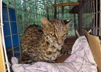 Un gato tirica apareció en un casa familiar de San Pedro