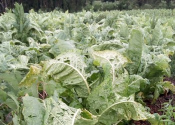 Entre 300 mil y 400 mil kilos de tabaco se perdieron por la fuerte granizada en El Soberbio