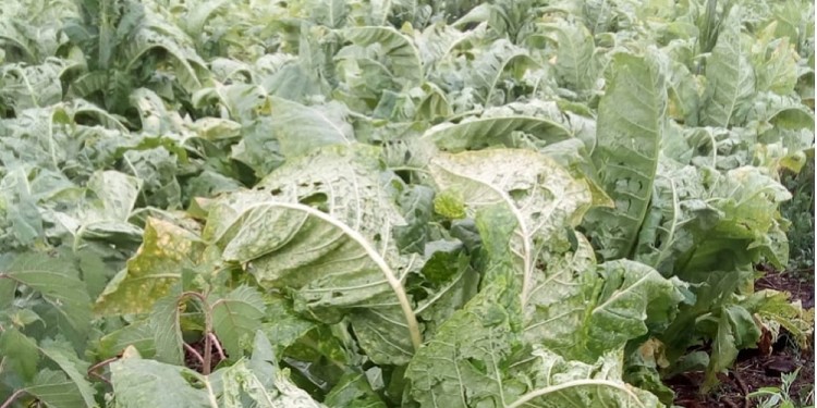 DURO GOLPE. Los granizos destruyeron miles de plantas de tabaco.