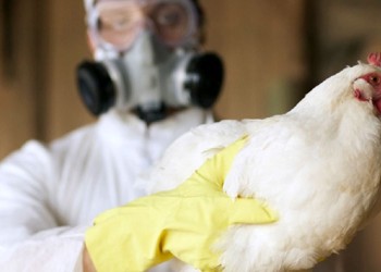 Alerta regional por gripe aviar: “Si se propaga causa daño donde se mire”