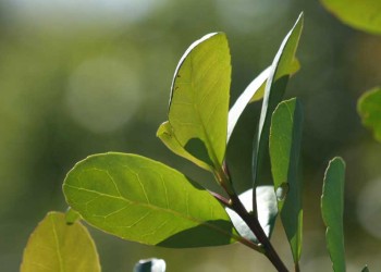 Productores yerbateros reconocen preocupación por exceso de stock