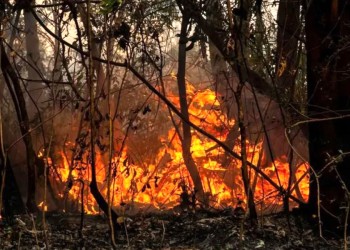Advierten que la situación por los incendios en Corrientes “es crítica”