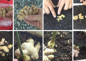 Paso a paso, técnicas para cultivar jengibre en el jardín o en macetas