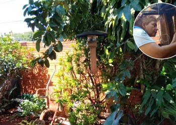 Detectan al vector de la leishmaniasis en diferentes áreas urbanas de Posadas