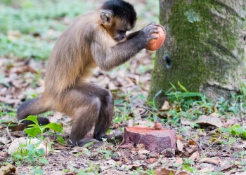 Descubren herramientas antiguas fabricadas por monos y no humanos en América