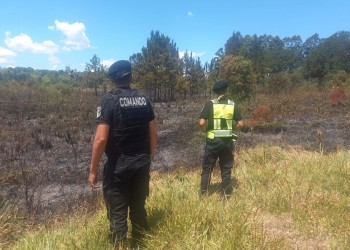 Cinco hectáreas de plantaciones de eucalipto y pino fueron afectadas por las llamas