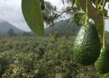 Crece la demanda y fortalecen las cuencas de palta y banana