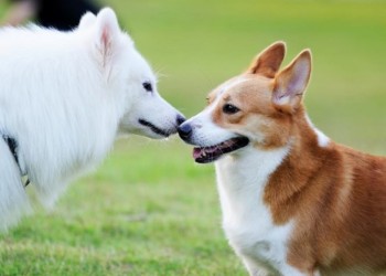 Tips para presentar a dos perros sin riesgos