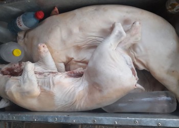 Precios de la feria muestran la menor inflación para preparar la cena navideña