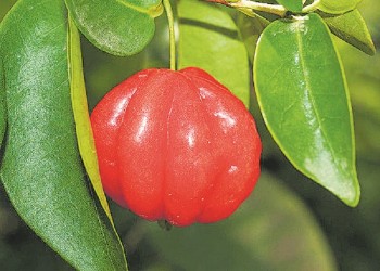 Las pitangas y los grupos sociales