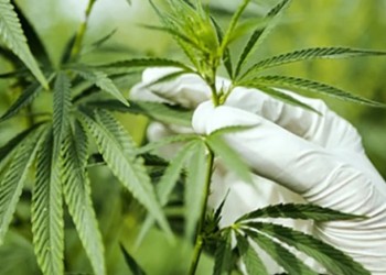 Planean snack a base de frutos regionales y extracto de cannabis