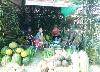 Baja producción de sandías por el clima