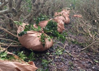 Con el aporte del INTA, se duplicó el rendimiento de la yerba mate