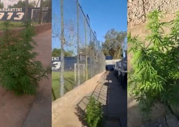 Insólito: una enorme planta de marihuana creció en pleno estadio del fútbol argentino