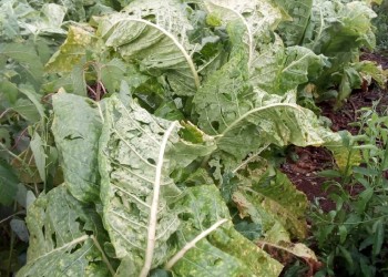 Casi 500 familias afectadas por la repentina tormenta de granizo en El Soberbio